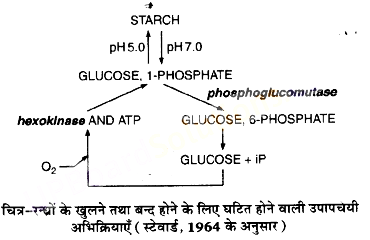UP Board Solutions for Class 11 Biology Chapter 11 Transport in Plants image 23
