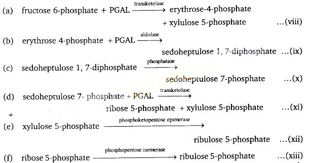 UP Board Solutions for Class 11 Biology Chapter 13 Photosynthesis in Higher Plants image 24
