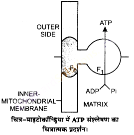 UP Board Solutions for Class 11 Biology Chapter 14 Respiration in Plants image 18