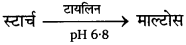 UP Board Solutions for Class 11 Biology Chapter 16 Digestion and Absorption image 5