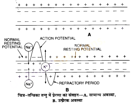 UP Board Solutions for Class 11 Biology Chapter 21 Neural Control and Coordination image 27