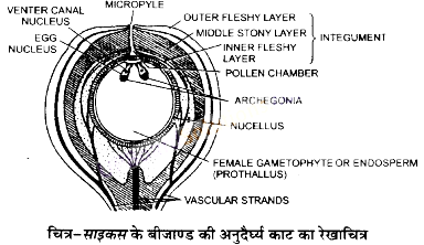 UP Board Solutions for Class 11 Biology Chapter 3 Plant Kingdom image 18