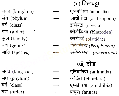 UP Board Solutions for Class 11 Biology Chapter 4 Animal Kingdom image 27