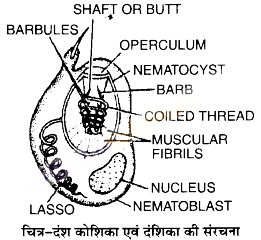 UP Board Solutions for Class 11 Biology Chapter 4 Animal Kingdom image 14