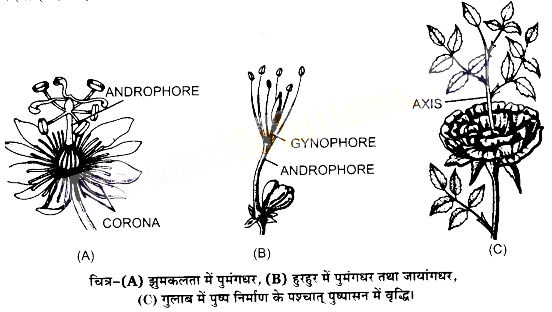 UP Board Solutions for Class 11 Biology Chapter 5 Morphology of Flowering Plants image 2
