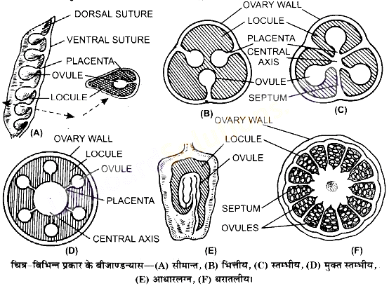 UP Board Solutions for Class 11 Biology Chapter 5 Morphology of Flowering Plants image 30