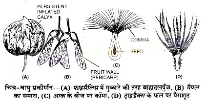 UP Board Solutions for Class 11 Biology Chapter 5 Morphology of Flowering Plants image 46