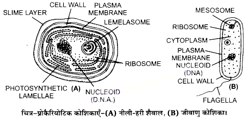 UP Board Solutions for Class 11 Biology Chapter 8 Cell The Unit of Life image 4