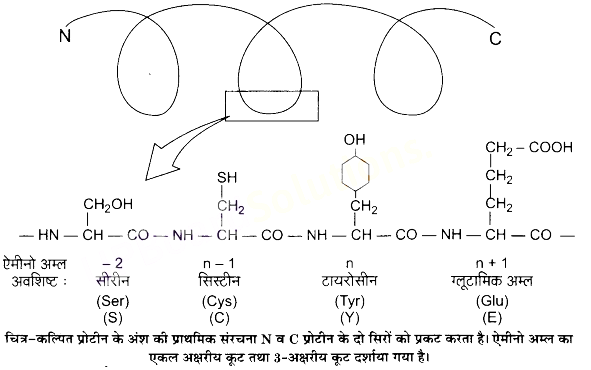 UP Board Solutions for Class 11 Biology Chapter 9 Biomolecules image 3